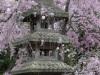 Kyoto Cherry Blossoms